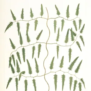 Lygodium volubile, climbing fern