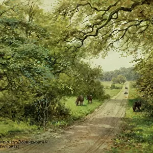 Lyndhurst to Bournemouth road, New Forest, Hampshire