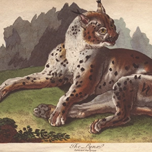 Lynx, Lynx lynx