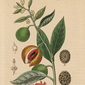 Mace and nutmeg, Myristica fragrans