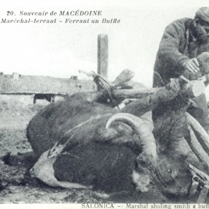 Macedonia - Blacksmith shoeing a Buffalo