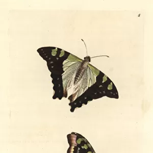 Macleays swallowtail, Graphium macleayanus