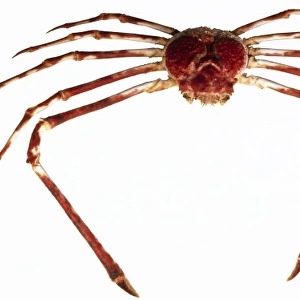 Macrocheira kaempferi, giant Japanese giant spider crab