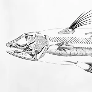 Macropoma lewesiensis, an extinct coelacanth fish