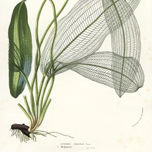 Madagascar laceleaf, Aponogeton madagascariensis
