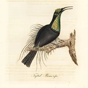 Magnificent riflebird, Ptiloris magnificus