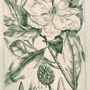 Magnolia grandiflora, magnolia
