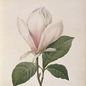 Magnolia soulangiana, Chinese magnolia