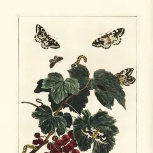 Magpie moth, Abraxas grossulariata, on a redcurrant branch