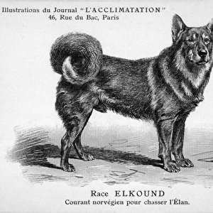 Mahler / Elkhound