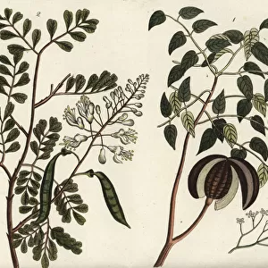 Mahogany and caesalpinia tree