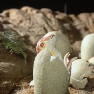 Maiasaura hatchling