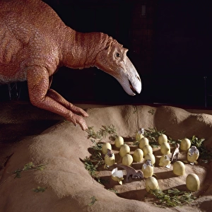 Maiasaura with nest of eggs and hatchlings