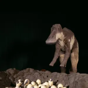 Maiasaura with nest of eggs and hatchlings