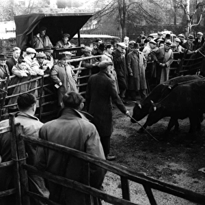 Maidstone Cattle Market