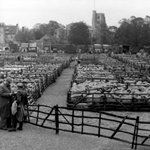 Maidstone Sheep Market