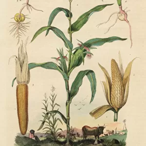 Maize or sweetcorn, Zea mays