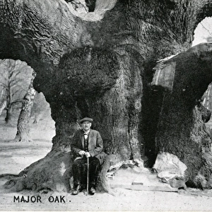 Major Oak, Edwinstowe, Nottinghamshire ?