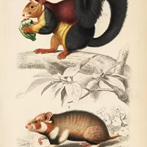 Malabar giant squirrel, Ratufa indica