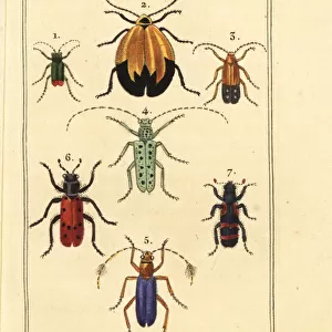 Malachite beetle, net winged beetle, etc