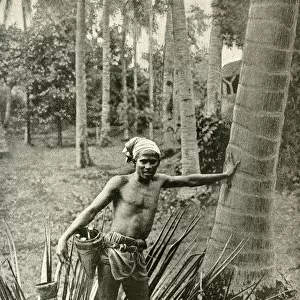 Malay man collecting wine from tree, South East Asia