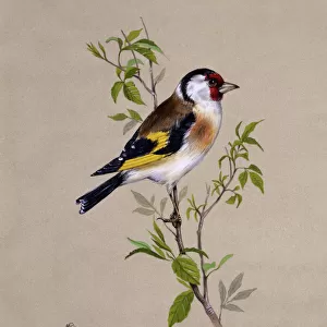 A male Goldfinch