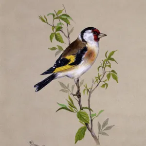 A male Goldfinch