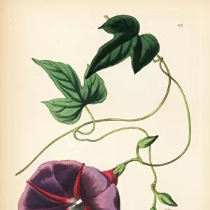 Male jalap plant, Ipomoea batatoides