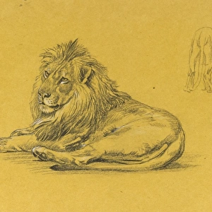 A male lion