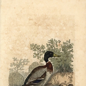 Mallard, Anas boschas, wild duck, Anas platyrhynchos