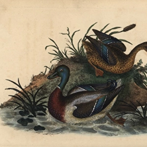 Mallard ducks, Anas platyrhynchos, male and female pair