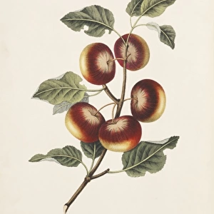 Malus communis, apple tree