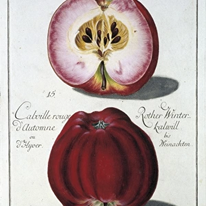 Malus sp. apple
