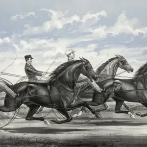 Print of Mambrino Pilot, Daisy Burns, and Rosamond in Harness Print of Mambrino Pilot, Daisy Burns, and Rosamond in Harness