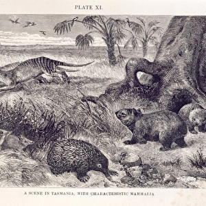 Mammalia (class), mammals