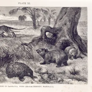 Mammalia (class), mammals