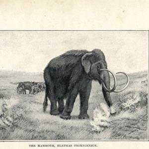 Mammoth, Mammuthus primigenius