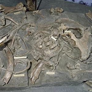 Mammuthus primigenius, woolly mammoth