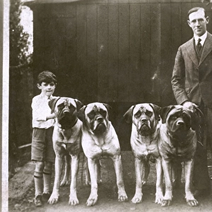Man and boy with five large boxer dogs