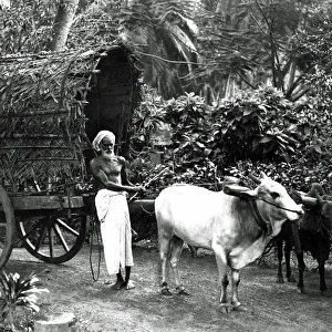 Man with a bullock cart, India