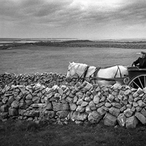 Man drives pony and trap between dry stone walls, Innishmore
