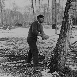 Man felling tree, forest lumber works, Western Front, WW1