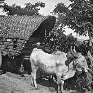 Man with ox-drawn cart, India