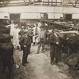 Manchester Ship Canal - Cattle Auction