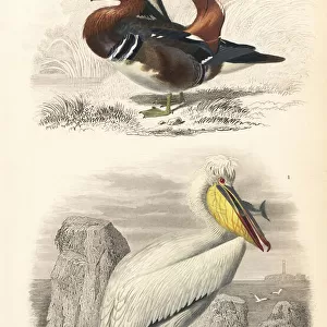 Mandarin duck, Aix galericulata, and Dalmatian