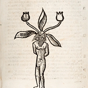 Mandragora or Mandrake (male)