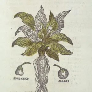 Mandragora officinarum, mandrake