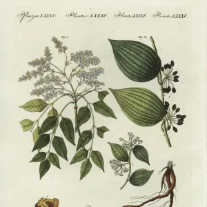 Manna ash and sarsaparilla