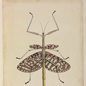 Mantis Watercolour