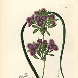 Many-flowered fringe-lily, Thysanotus multiflorus